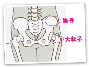 股関節の骨