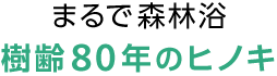 まるで森林浴 樹齢80年のヒノキ
