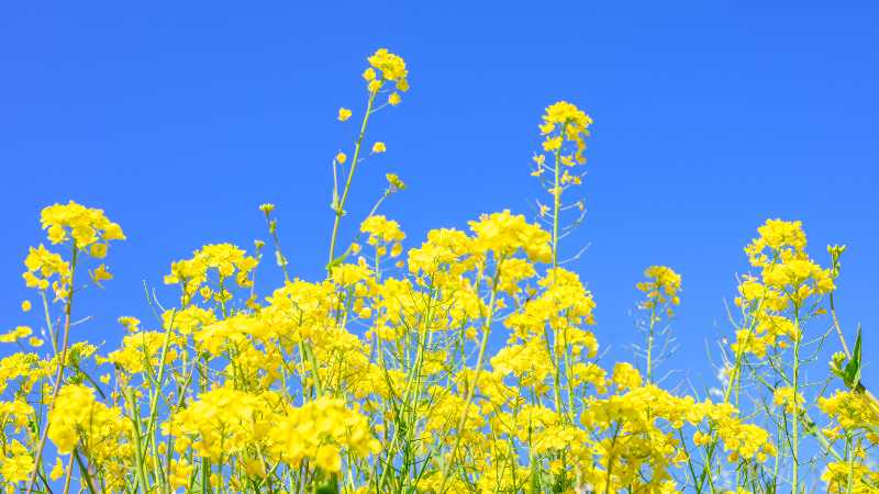 【安井シンジの台所】一足先に春の訪れを告げる「菜の花」で冬に溜まった老廃物をデトックス